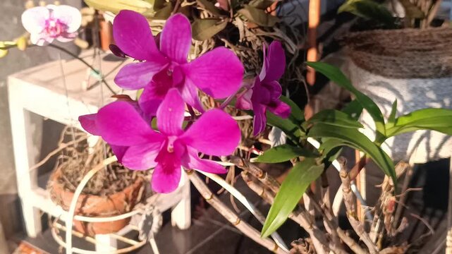 Macro video footage of pink orchids blooming in the morning, very beautiful in the garden at home
