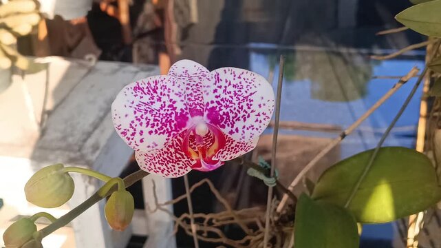 4k macro video footage of a very beautiful white orchid with purple spots, very pretty in the garden at home