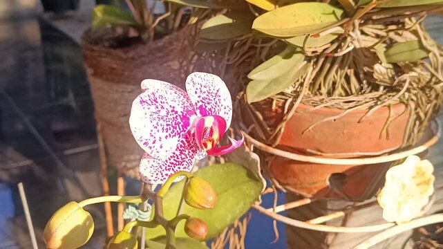 4k macro video footage of a white orchid with purple spots in the garden under the morning sun