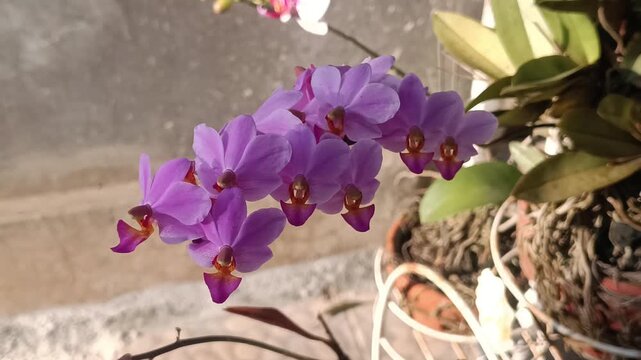4k macro video footage of purple orchids that are very cool and very beautiful in bloom