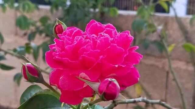 4k macro video footage of a very fresh red rose under the bright morning sun
