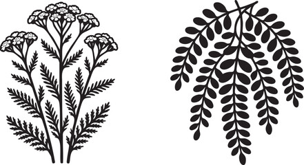 Yarrow and Cascading Fern Botanical Vector Silhouettes © ShamimReza