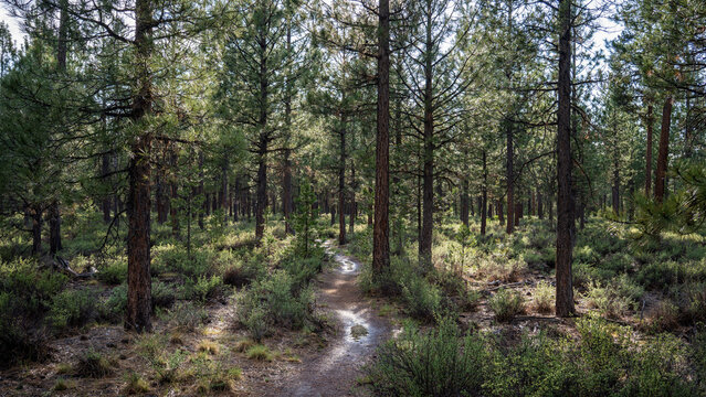 Hiking Trail In LaPine State Park Oregon