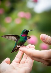 Obraz premium A delicate iridescent hummingbird gently perches on an outstretched palm, displaying vibrant feathers against a soft bokeh garden backdrop, avian, summer, nature