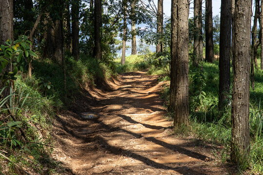 A dirt forest path with rutted soil winds through a shaded stand of tall trees under dappled sunlight.
