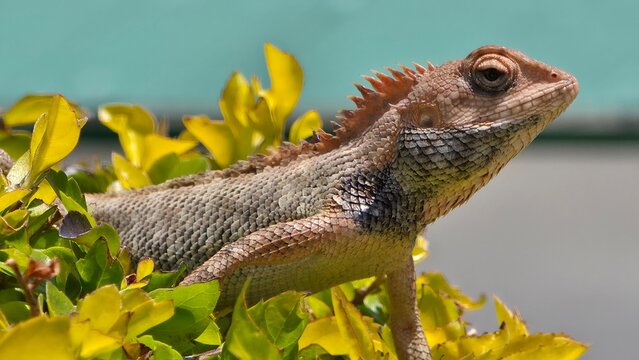 Close View of Alert Garden Lizard