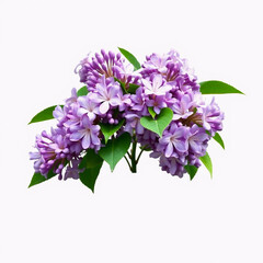 Obraz premium Close-up of fresh blooming lilac flowers in soft natural light with green leaves