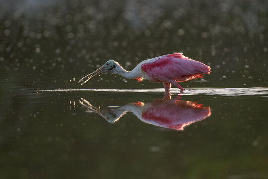 Roseate Spoonbill Feeding