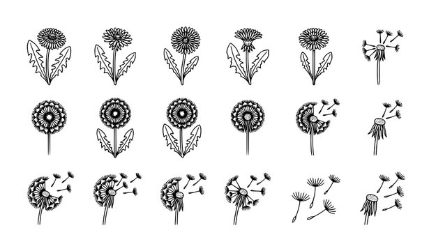 Dandelion thin line icon set with fluffy flower and seed head botanical vector isolated on white background