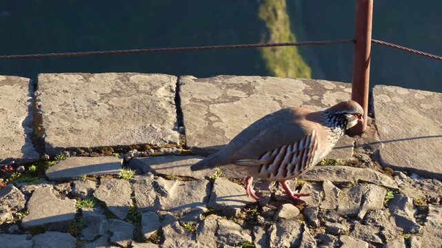 A close-up shot of a partridge walking gracefully on a stone wall with a mountain valley and water in the background. Pico do Arieiro, Madeira, Portugal