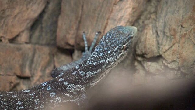 Spotted monitor lizard clinging to a branch looking for prey