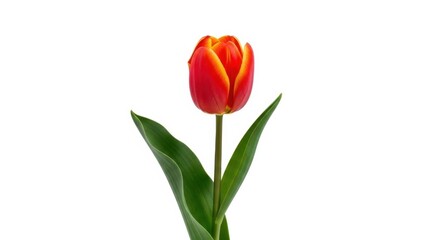 Obraz premium Single Red and Orange Tulip Flower Isolated