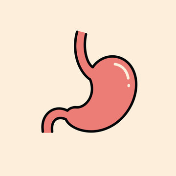 Medical Illustration of Human Stomach Depicting Digestive System Anatomy.