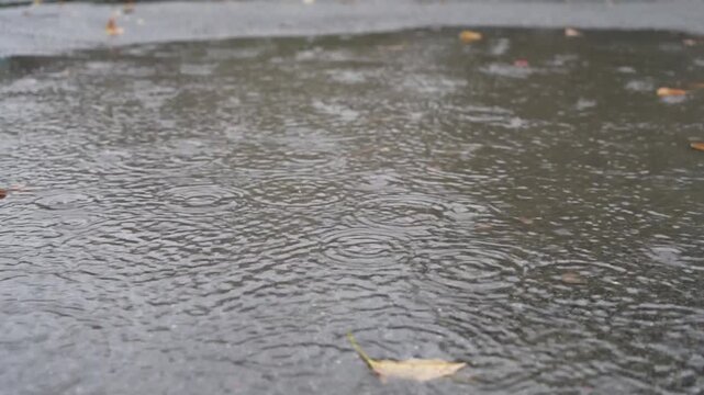 rain puddle in the park