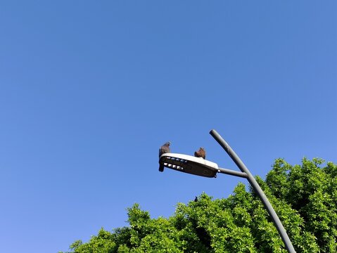 Pair of homing pigeons resting on a lamppost in a busy avenue.Pareja de palomas mensajeras descansando sobre una farola urbana en una avenida transitada (47)