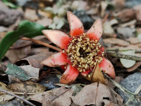 A beautiful red flower from the pomegranate plant.Una linda flor de color rojo de la planta de granada