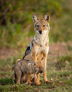 A mother and her young wolf-like creature in a grassy landscape