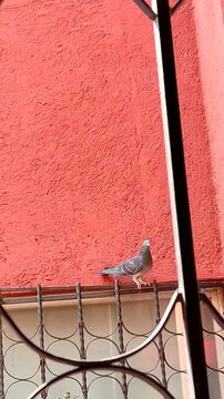 A beautiful homing pigeon rests in the afternoon. A beautiful homing pigeon rests in the afternoon(5)