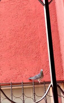 A beautiful carrier pigeon rests on the window of a house.Una linda paloma mensajera descansa en la ventana&nbsp; de una casa.(6).