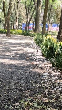 Beautiful green leaves of tall trees that dazzle with their beauty.Hermosas hojas verdes de los &aacute;rboles altos que deslumbra por su belleza.(11).