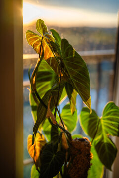 Philodendron Splendid plant with support homemade sphagnum moss pole netting, sunset light. Growth of climbing houseplants with sturdy supports and ties at home
