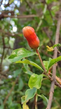 A small orange flower placed in the garden.Una peque&ntilde;a flor de color naranja colocada en el jard&iacute;n.(38)