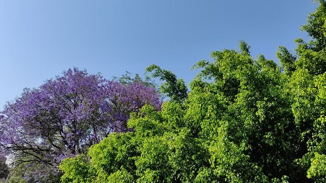 Beautiful purple jacaranda flowers and next to them an elegant green tree.Bellas flores de color morado de jacarandas y junto a su lado un elegante &aacute;rbol verde.(43)