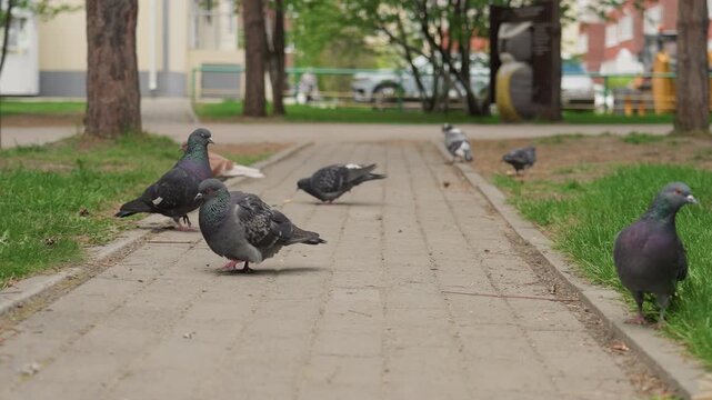 Pigeons flocking across urban sidewalk, energetic group pecking and strutting along paved path, close lowangle shots, playful interactions and scattered crumbs, background trees and city apartments,