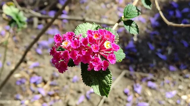 Close-up macro shot of a multicolored wildflower with natural sunlight lighting.(59).