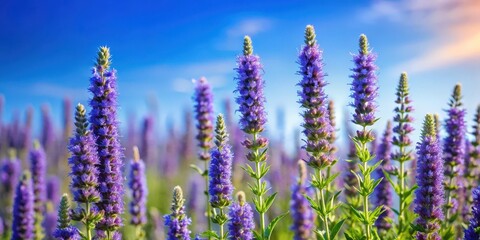 Obraz premium Hyssop flowers in full bloom against a soft, gradient blue sky , blue sky, blooming, blue sky