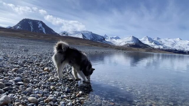 Biru, Tibet - May 2 2026: A fluffy dog stands on the pebble shore drinking water from Lake Sapu with the stunning snow capped mountains in the background