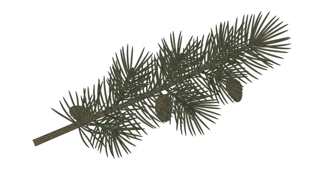 Isolated pine branch illustration with needles and pine cones on white background
