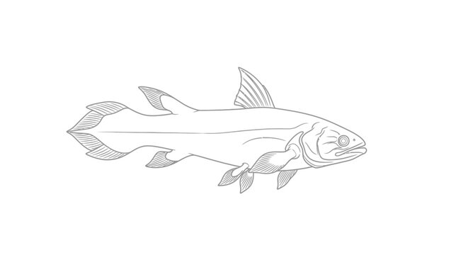 Line drawing of a coelacanth fish isolated on a white background