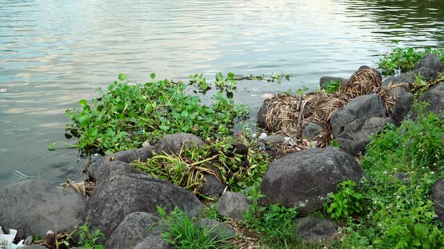 Handheld documentary of plastic waste and water hyacinth trapped on rocky shore of Selorejo Reservoir in Malang, East Java, Indonesia at sunset.