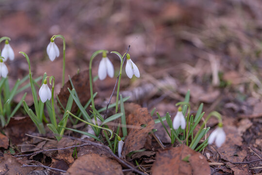 Macro snowdrops photographed for botanist study, detailed views of tepals and stems, soil and leaf litter context, scientific yet poetic composition highlighting morphology
