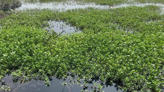 Lush Green Water Primrose Plants in a Tropical Marsh