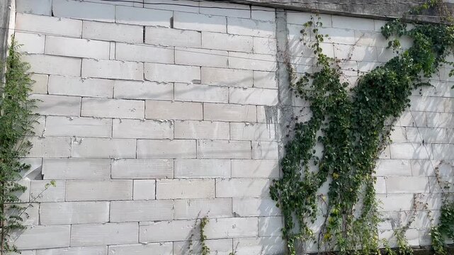 Lightweight Concrete Block Wall with Creeping Ivy Plants