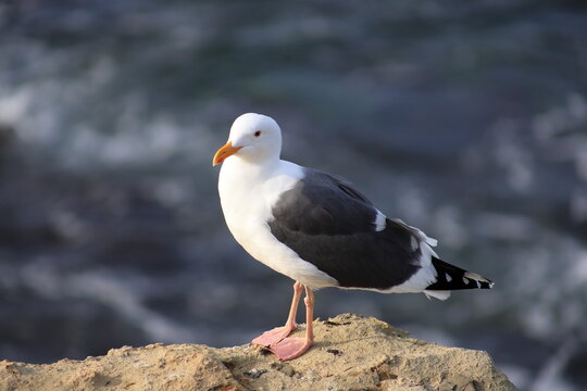 Seagull Resting on Coastal Cliff