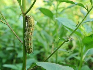 Fototapeta premium Close up green hawkmoth caterpillar (Theretra pinnata) on green plant stem, showcasing natural mimicry and garden biodiversity