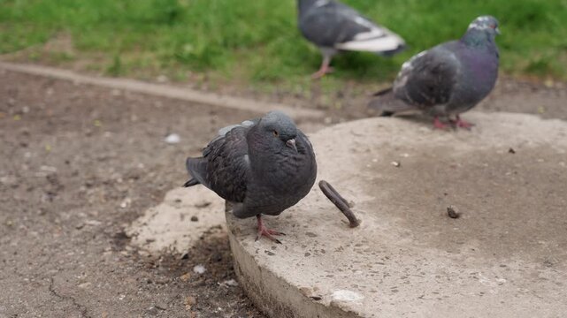 Urban pigeon perched on concrete slab, wet fluffed feathers, pecking and preening on gritty pavement near metal hook shallow depth of field, muted gray daylight, background pigeons and grassy border,