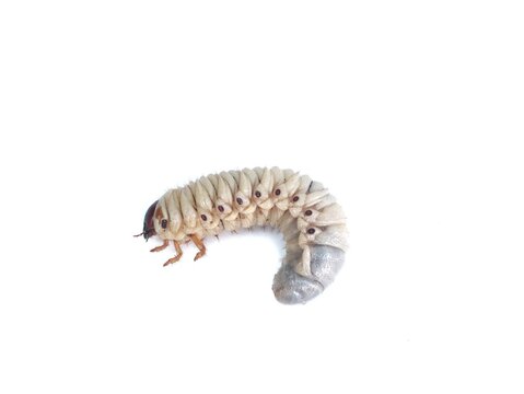 Larva of a rhinoceros beetle (Oryctes nasicornis) isolated on white background, perfect for entomology, biology, or pest control themes