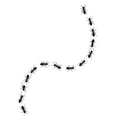 a group of ants walking in a line. © kuah