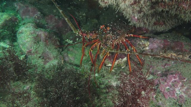 岩陰に潜む立派なイセエビ（勝山）