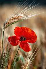 Naklejka premium : Red Poppy Flower with Wheat Ears in Golden Field. AI generative.