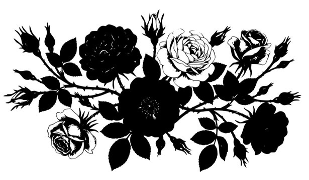 Vintage botanical rose illustration set with blooming and bud stages gouache hand drawn vector flowers isolated on white background