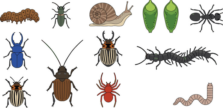 Various insects and bugs collection with beetles ants caterpillar centipede and larvae detailed vector illustration set isolated design