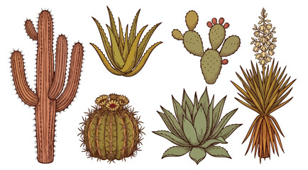 Collection of Hand-Drawn Cacti and Succulents in Vintage Style © colorshapppy