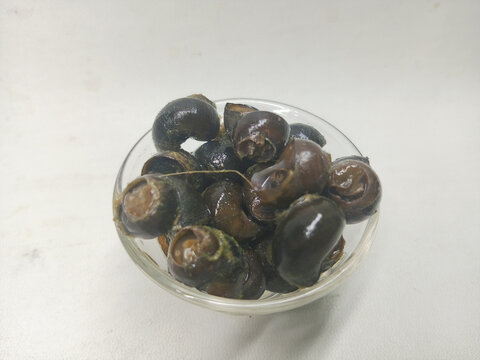 Cooked Freshwater Rice Paddy Snails (Tutut) Served in a Glass Bowl