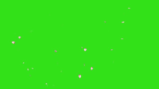 Pink cherry blossom petals falling gracefully, japanese spring concept on green screen. sakura petals drifting, autumn leaves falling animation, sakura petals drifting, autumn leaves falling animation
