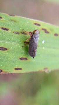 Calodia ostenta (Distant) on a leaf with blurred background, a species of leafhopper from the family Cicadellidae, subfamily Coelidiinae